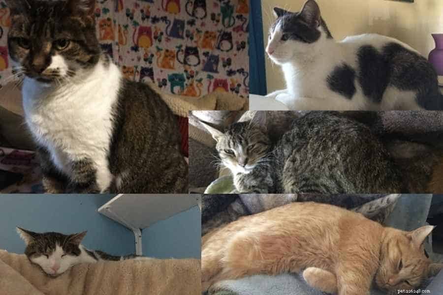 Monthly Cat Care Budget: How I Spend $518.53 on My Felines