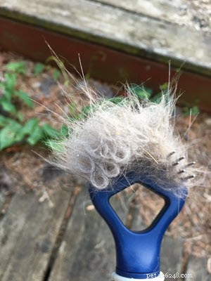 SleekEZ vs. Furminator vs. Zoom Groom: The Ultimate Cat Brush Showdown