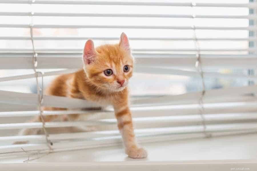 5 Essential Items to Remove for Safer Indoor Cats