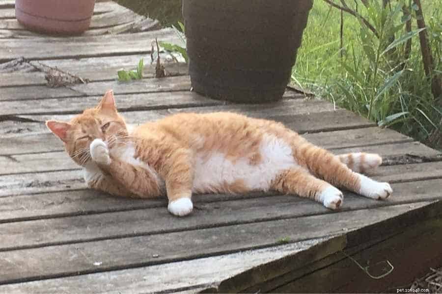James Herriot s Cat Stories: A Heartfelt Review of a Legendary Vet’s Feline Adventures