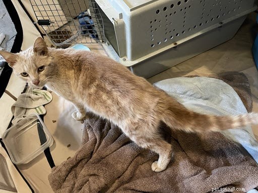 Stray Cat s Attempt to Join Neighborhood Feline Family Ends with a Heartfelt Rescue