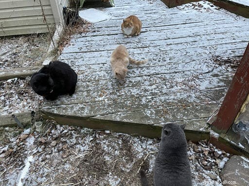 Stray Cat s Attempt to Join Neighborhood Feline Family Ends with a Heartfelt Rescue