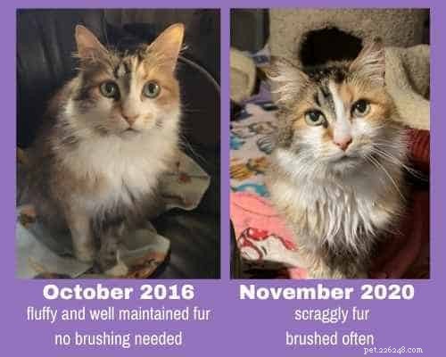 Observing the Gentle Decline of My 17-Year-Old Cat