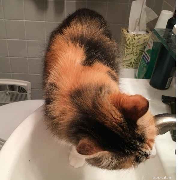 Observing the Gentle Decline of My 17-Year-Old Cat