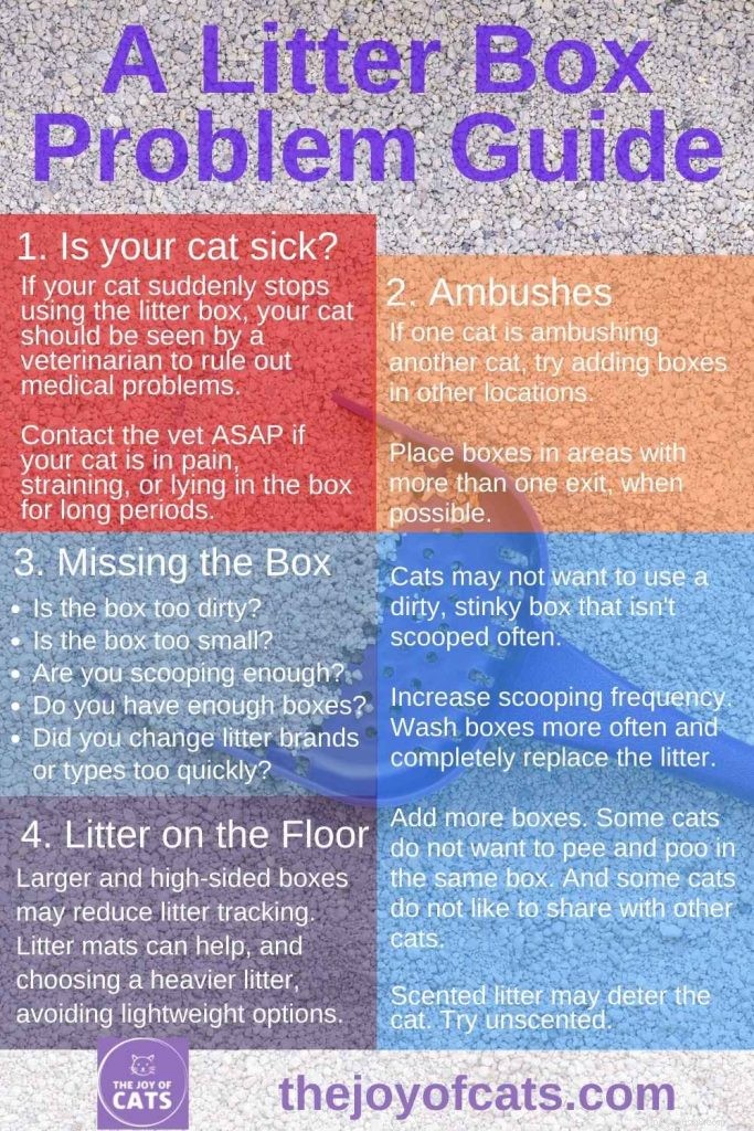 How to Resolve Common Cat Litter Box Issues: A Practical Guide