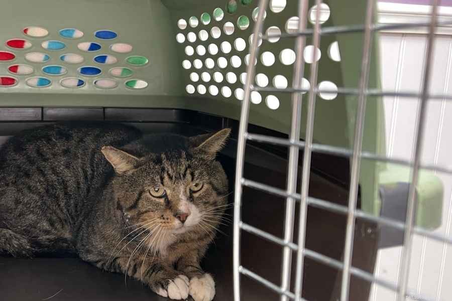 How to Care for a Sick or Injured Outdoor Cat: Proven Steps & Tips