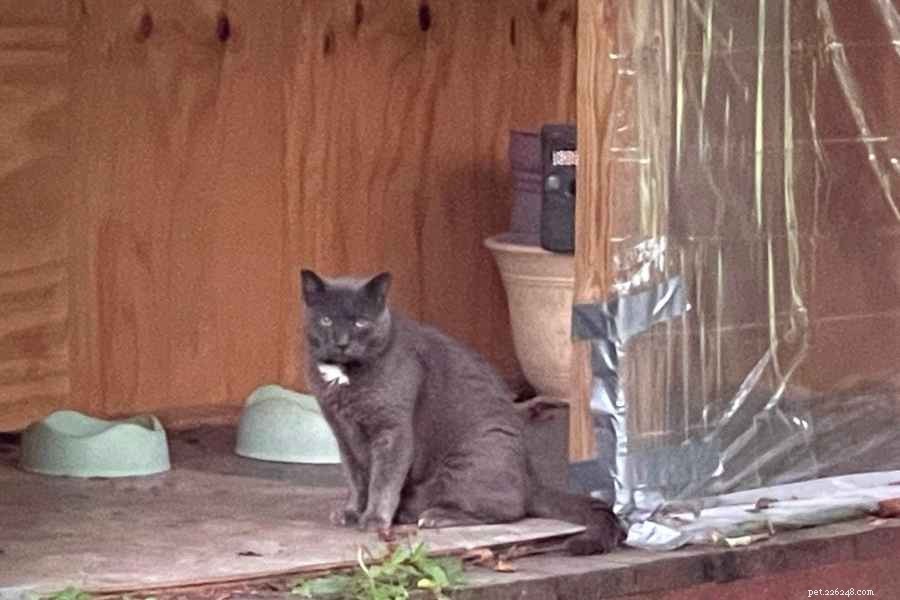 How to Care for a Sick or Injured Outdoor Cat: Proven Steps & Tips