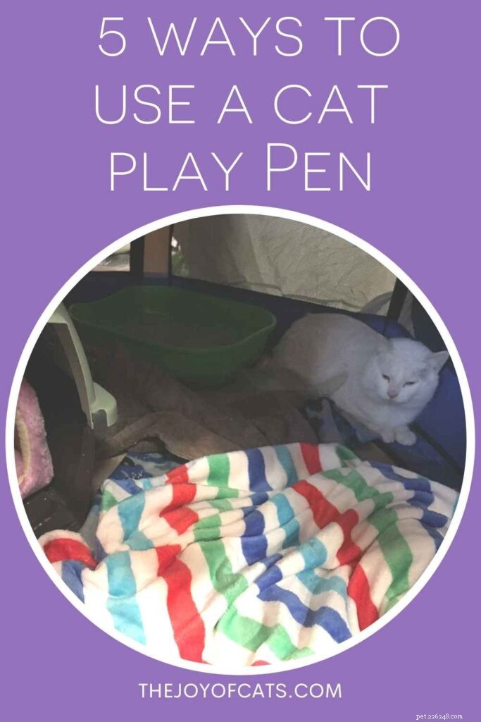 5 Creative Ways to Use a Cat Playpen (With Expert Tips)