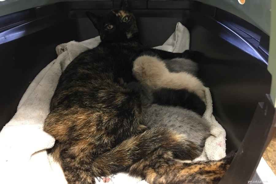5 Creative Ways to Use a Cat Playpen (With Expert Tips)