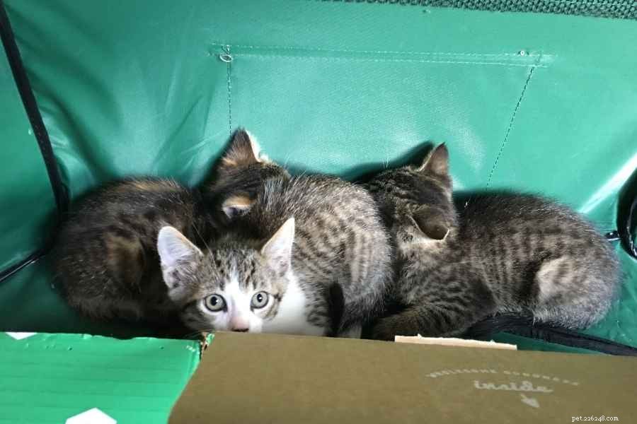 5 Creative Ways to Use a Cat Playpen (With Expert Tips)