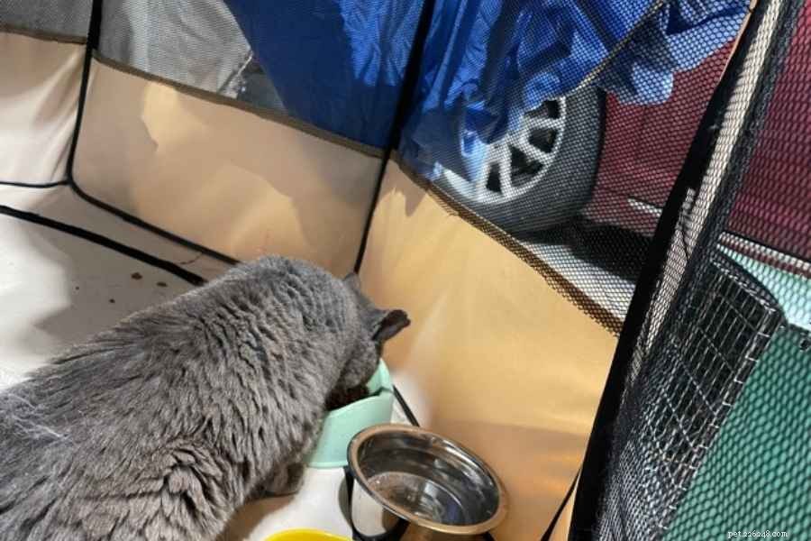 5 Creative Ways to Use a Cat Playpen (With Expert Tips)