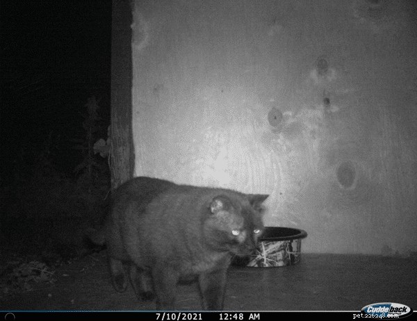 Missing Midnight? Discover Why Your Cat Might Skip Breakfast