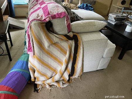 How to Keep Cats From Scratching Your Couch – Simple, Proven Tips