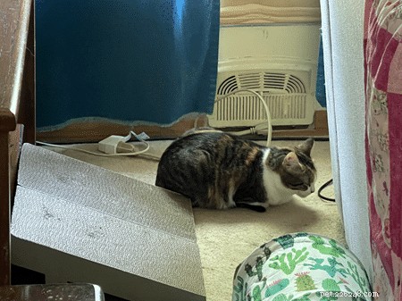 How to Keep Cats From Scratching Your Couch – Simple, Proven Tips