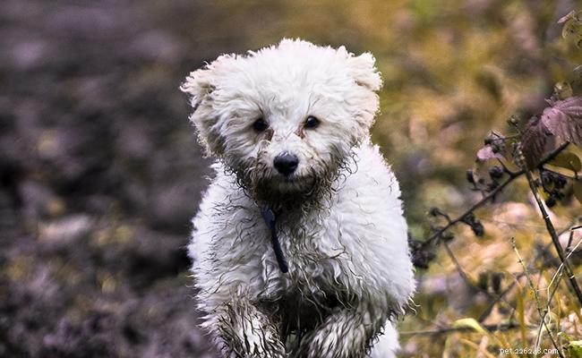 200+ Italian Dog Names & Their Meanings – Elegant & Endearing