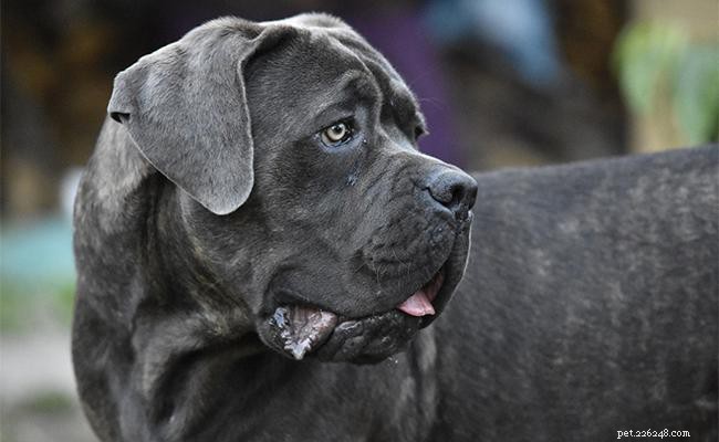 200+ Italian Dog Names & Their Meanings – Elegant & Endearing