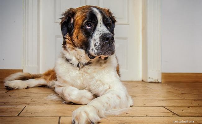 200+ Italian Dog Names & Their Meanings – Elegant & Endearing