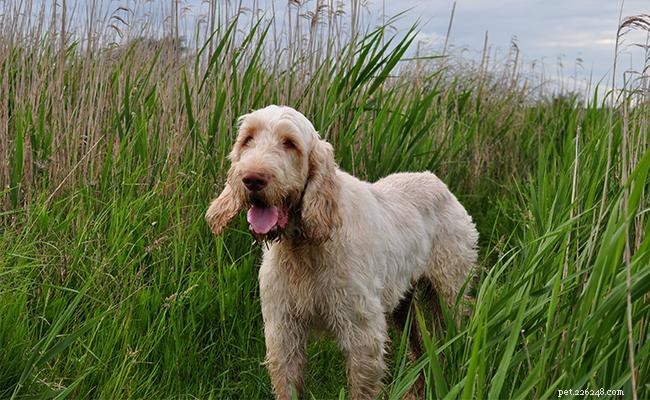200+ Italian Dog Names & Their Meanings – Elegant & Endearing