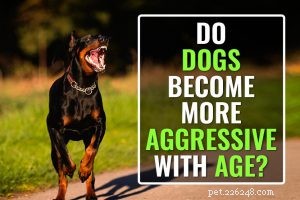 200+ Italian Dog Names & Their Meanings – Elegant & Endearing