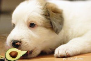 110+ Pomeranian Dog Names with Meanings – Choose the Ideal Name for Your Pom