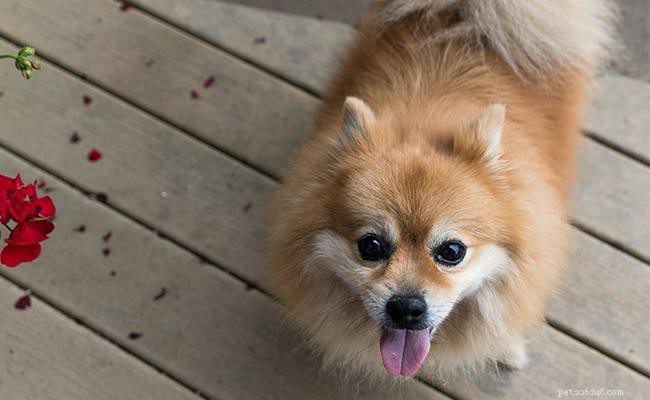 110+ Pomeranian Dog Names with Meanings – Choose the Ideal Name for Your Pom