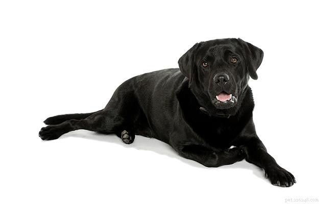 130+ Elegant & Striking Black Dog Names
