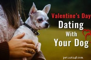 130+ Elegant & Striking Black Dog Names