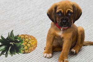 130+ Elegant & Striking Black Dog Names
