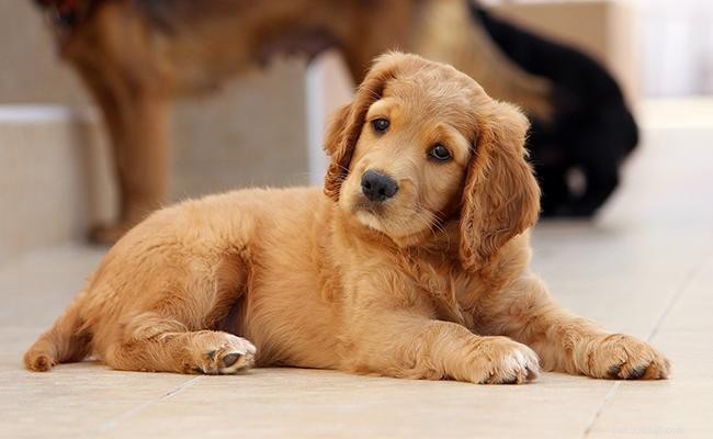 256 Distinctive Dog Names: A Curated List for Unique Male & Female Pups