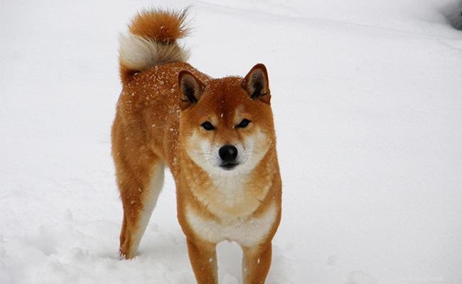 115 Hand‑Picked Shiba Inu Names to Match Your Puppy’s Personality