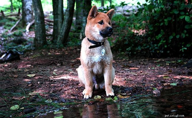 115 Hand‑Picked Shiba Inu Names to Match Your Puppy’s Personality