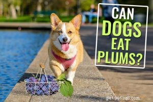 115 Hand‑Picked Shiba Inu Names to Match Your Puppy’s Personality