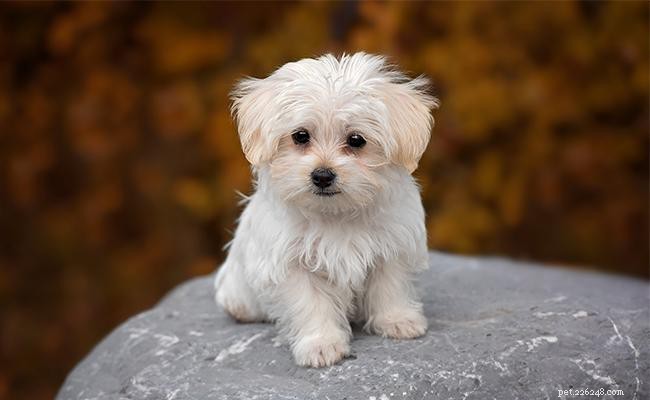 256 Distinctive Dog Names: A Curated List for Unique Male & Female Pups
