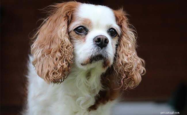 170+ Hand‑Curated Small Dog Names with Meaningful Definitions