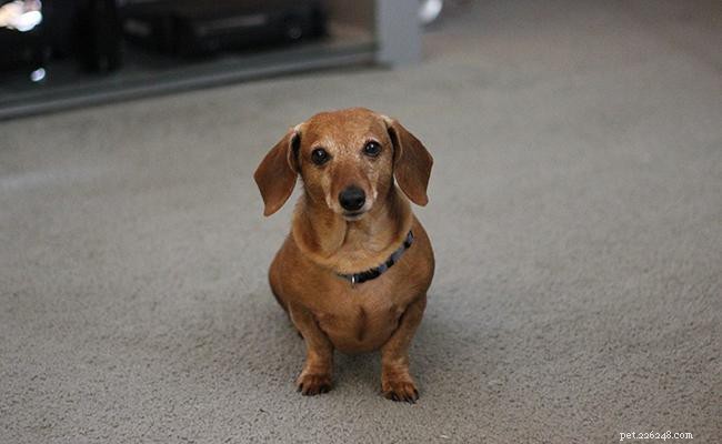 170+ Hand‑Curated Small Dog Names with Meaningful Definitions