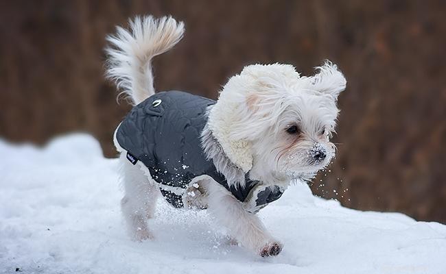 256 Distinctive Dog Names: A Curated List for Unique Male & Female Pups