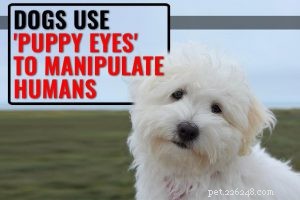 256 Distinctive Dog Names: A Curated List for Unique Male & Female Pups