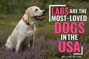 125+ Korean Dog Names Explained: Meanings & Cultural Insights