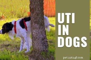 170+ Hand‑Curated Small Dog Names with Meaningful Definitions