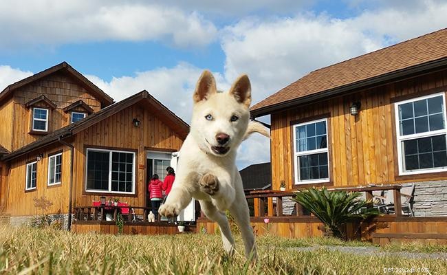 125+ Korean Dog Names Explained: Meanings & Cultural Insights