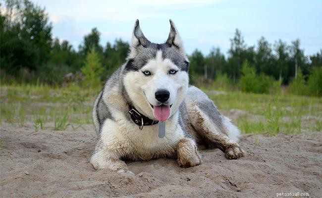 125+ Korean Dog Names Explained: Meanings & Cultural Insights