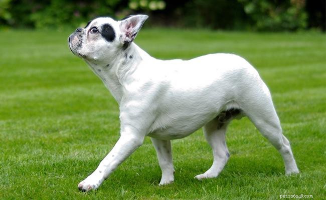 133+ Distinct Bulldog Names & Their Meanings – A Guide for Pet Owners