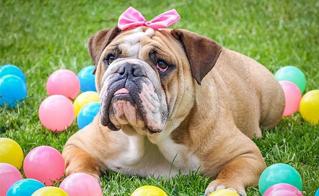 133+ Distinct Bulldog Names & Their Meanings – A Guide for Pet Owners