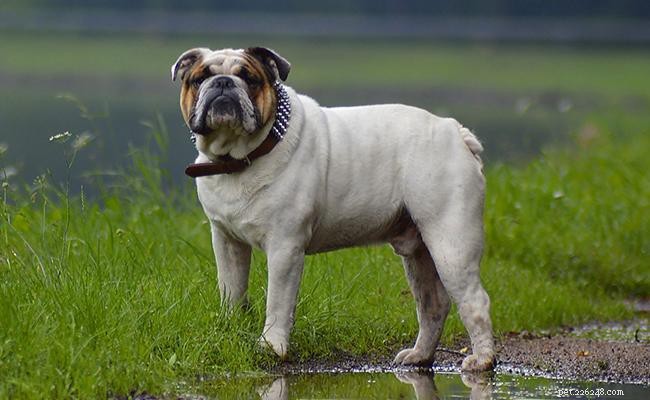 133+ Distinct Bulldog Names & Their Meanings – A Guide for Pet Owners