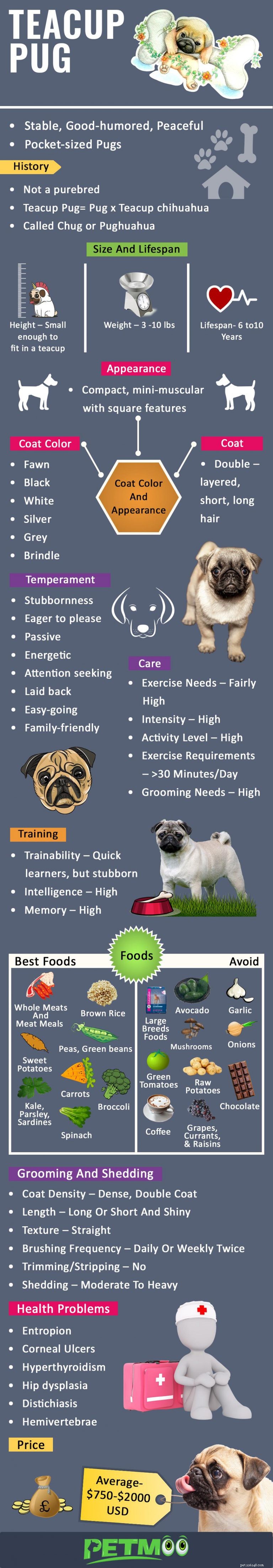 Teacup Pug: 9 Fascinating Facts About the World s Smallest Dog