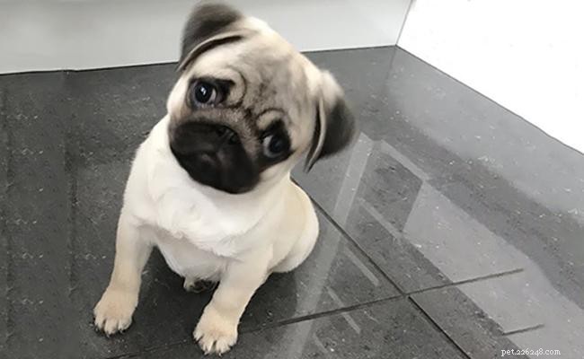 Teacup Pug: 9 Fascinating Facts About the World s Smallest Dog