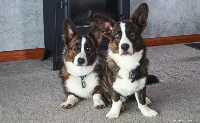 Cardigan Welsh Corgi: Comprehensive Breed Profile & Care Guide