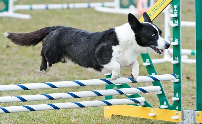 Cardigan Welsh Corgi: Comprehensive Breed Profile & Care Guide