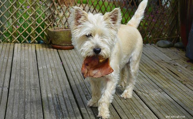 Cairn Terrier: Comprehensive Breed Guide & Adoption Advice