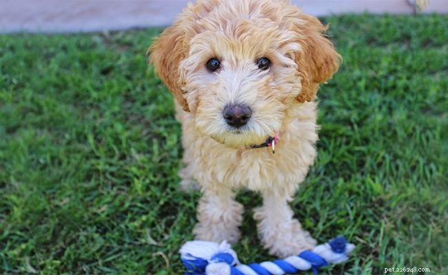 Labradoodle Breed Guide: 10 Key Facts Every Owner Should Know